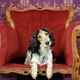 Illustration for article titled Dogs Reign Supreme for Childless Japanese